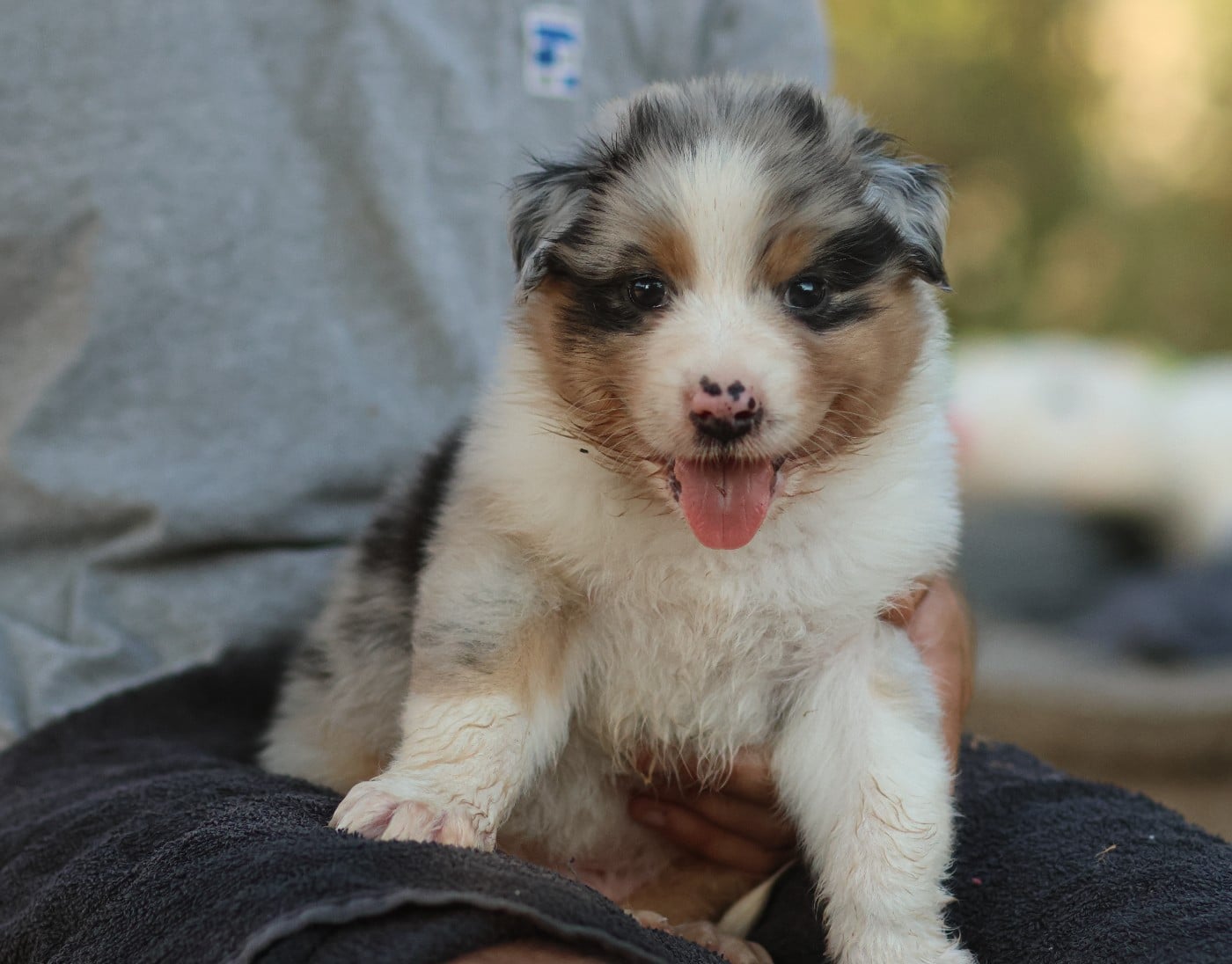 Male Bleu Merle Queue Longue