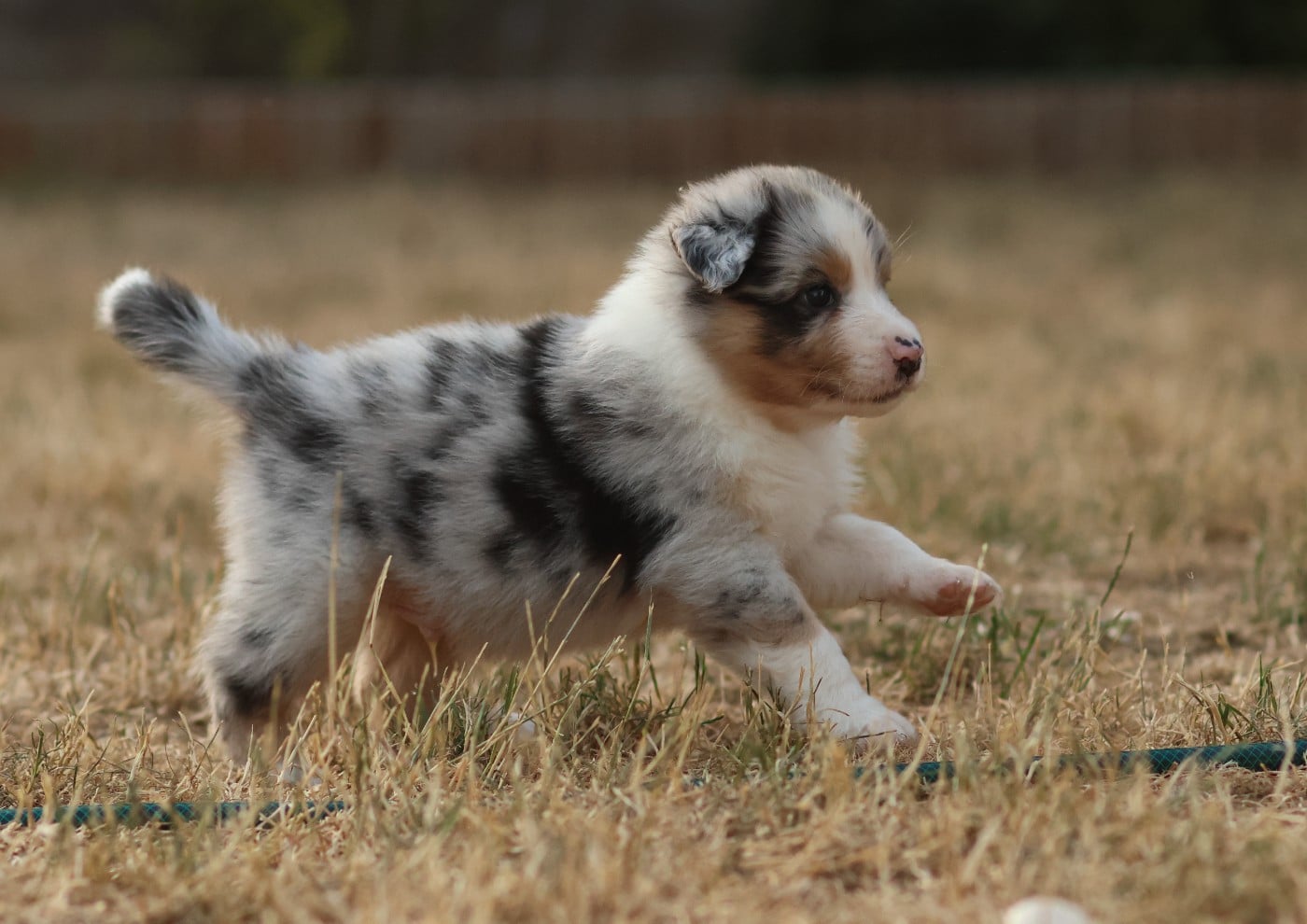 Male Bleu Merle Queue Longue