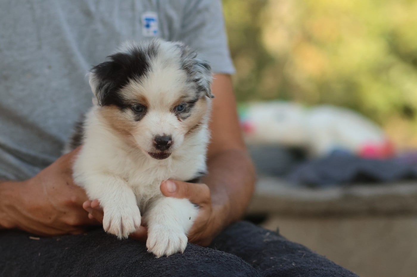 Femelle bleu merle Queue Longue