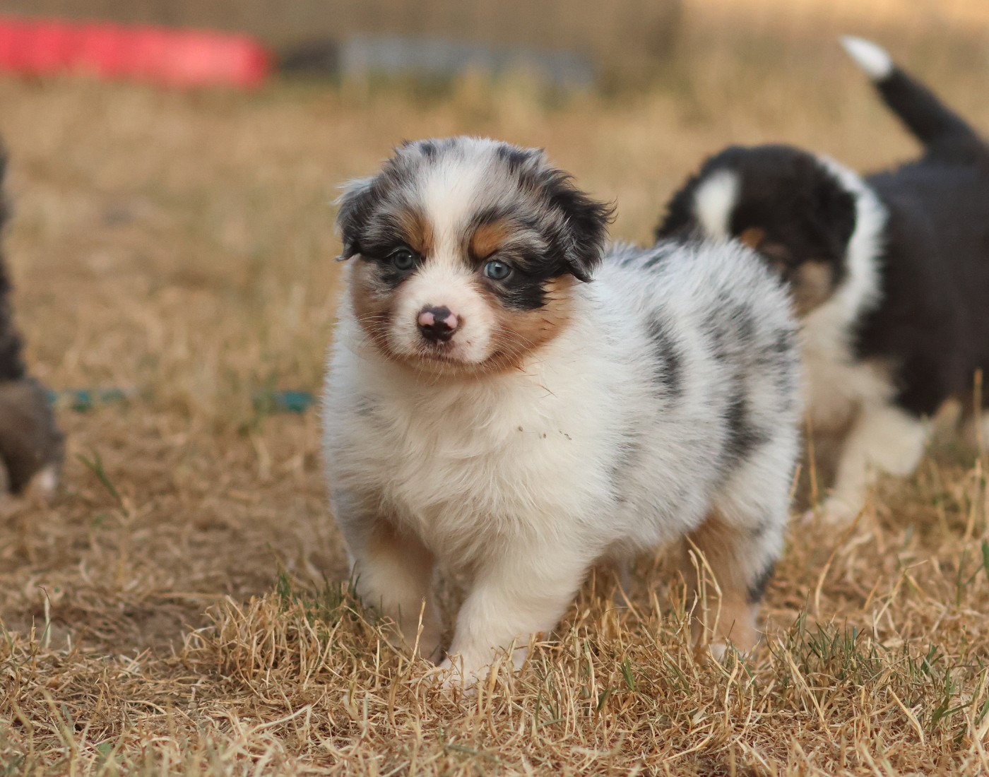 Femelle bleu merle