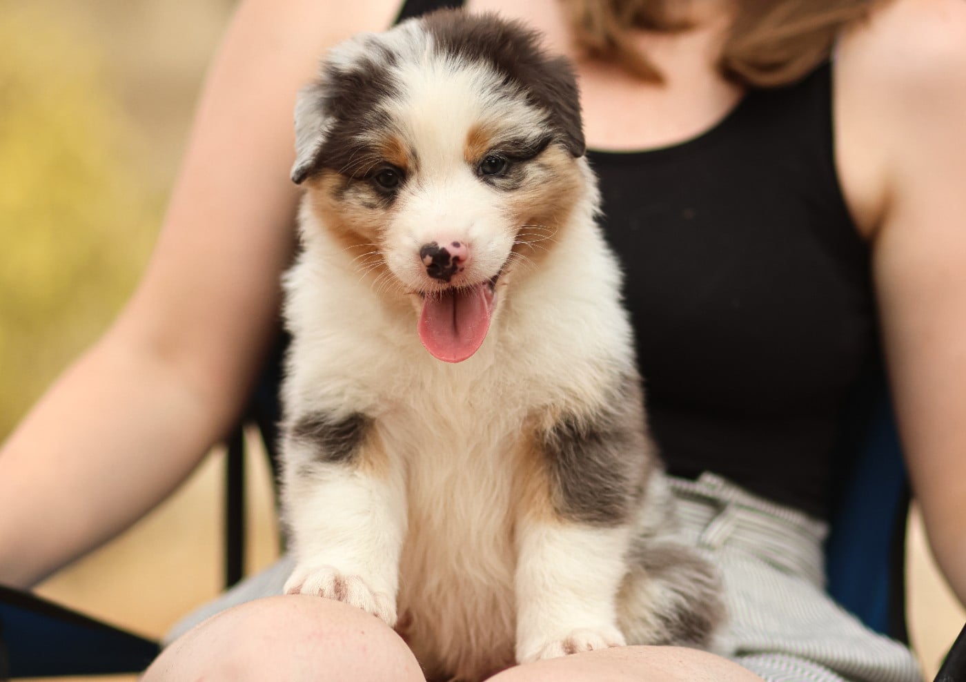 Male Bleu Merle