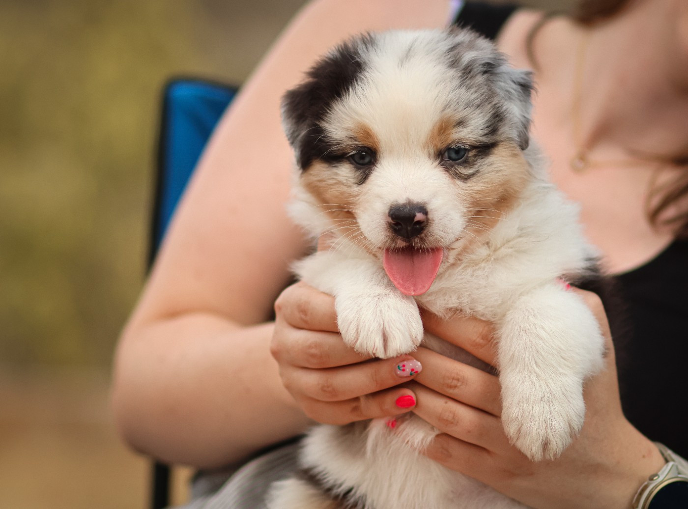 Femelle bleu merle Queue Longue
