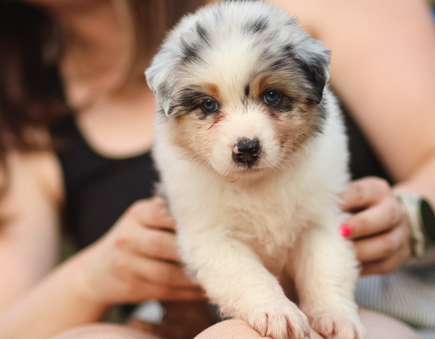 Femelle bleu merle Queue Longue