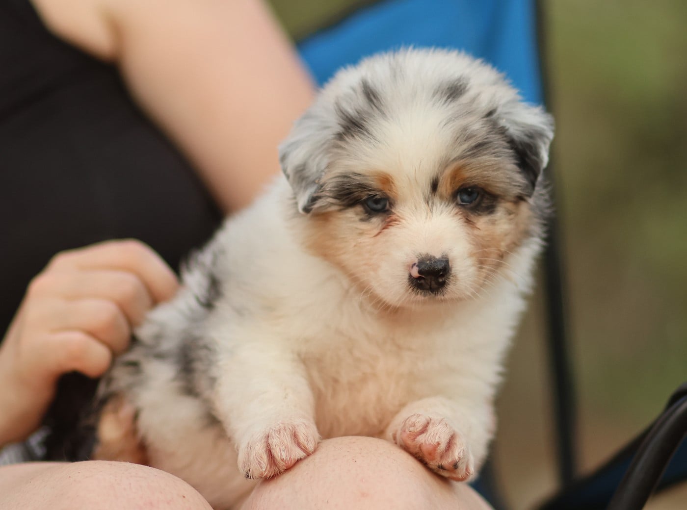 Femelle bleu merle Queue Longue