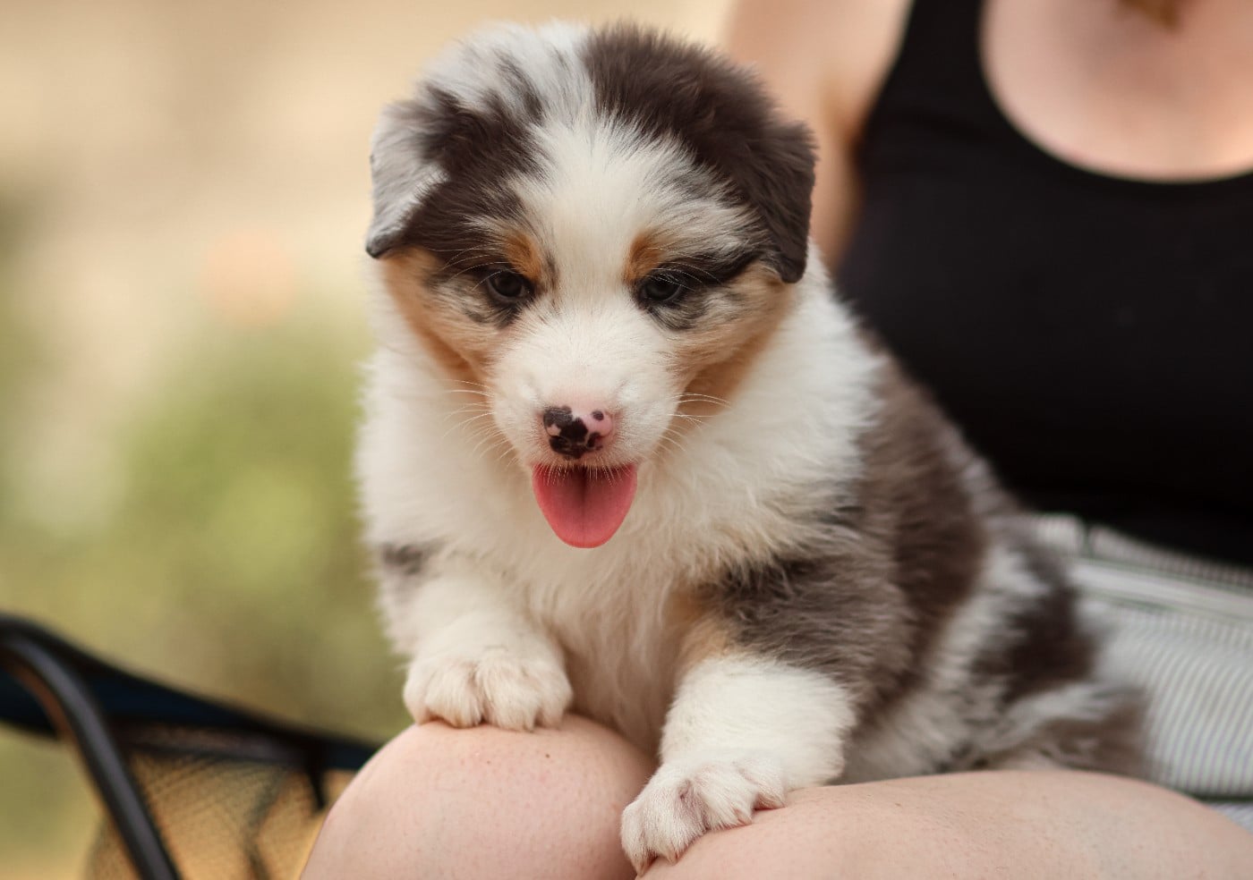 Male Bleu Merle