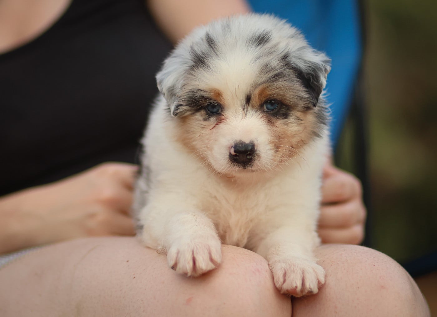 Femelle bleu merle Queue Longue
