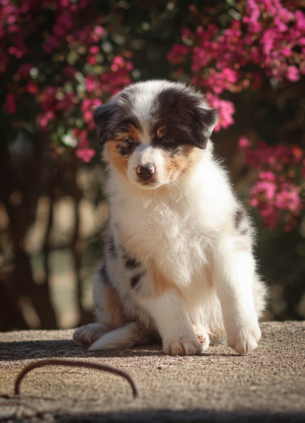 MADDY - Femelle bleu merle Queue Longue