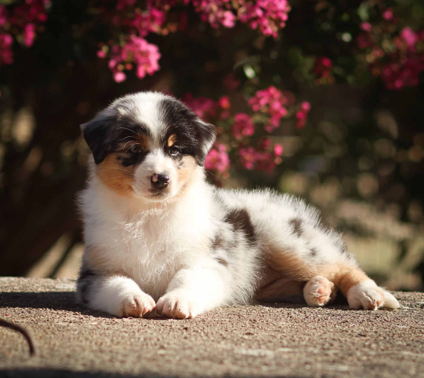 MADDY - Femelle bleu merle Queue Longue