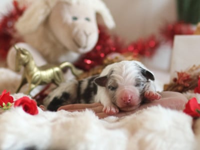 Les chiots de Berger Australien