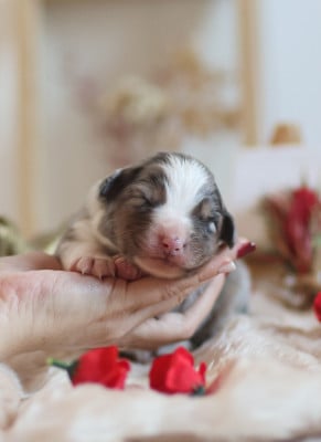 Les chiots de Berger Australien