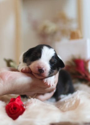Les chiots de Berger Australien