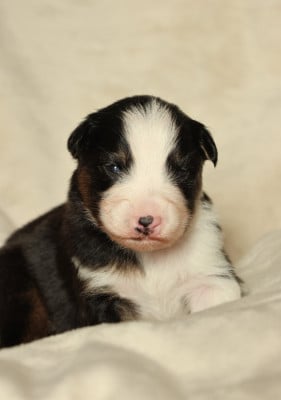Les chiots de Berger Australien