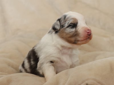 Les chiots de Berger Australien