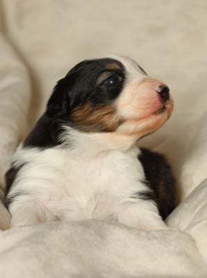 Les chiots de Berger Australien