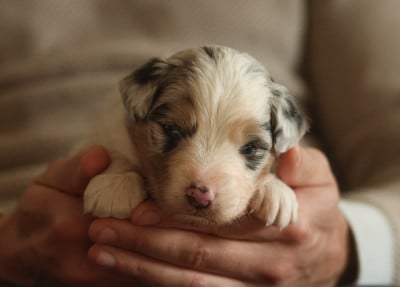 Les chiots de Berger Australien