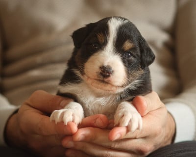 Les chiots de Berger Australien