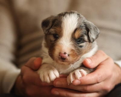 Les chiots de Berger Australien
