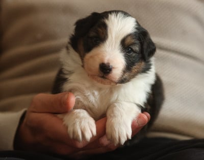Les chiots de Berger Australien