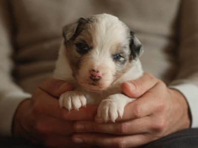 Les chiots de Berger Australien