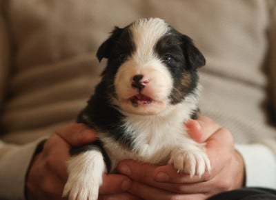 Les chiots de Berger Australien