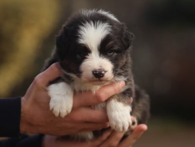 Les chiots de Berger Australien