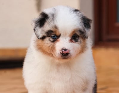 Les chiots de Berger Australien