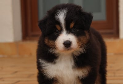 Les chiots de Berger Australien