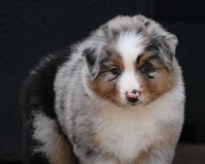 Les chiots de Berger Australien