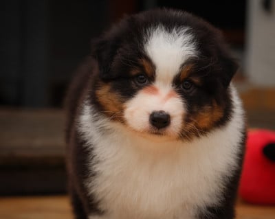 Les chiots de Berger Australien
