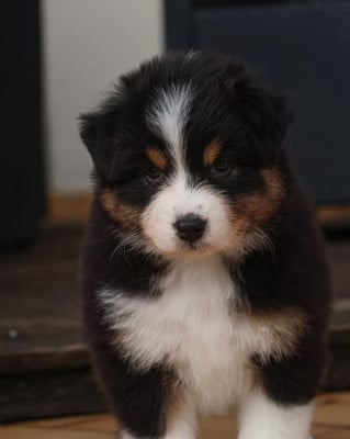 Les chiots de Berger Australien