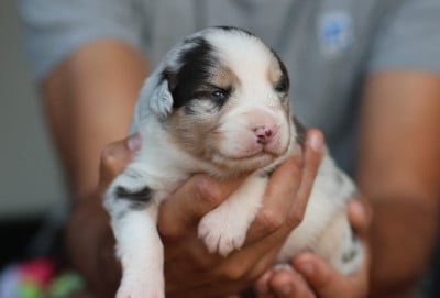 Male Bleu Merle - Berger Australien