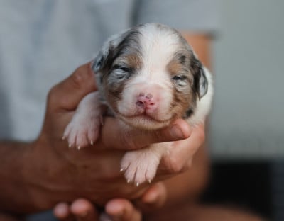 Male Bleu Merle - Berger Australien