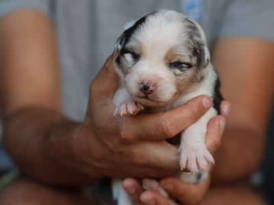 Femelle Bleu Merle - Berger Australien