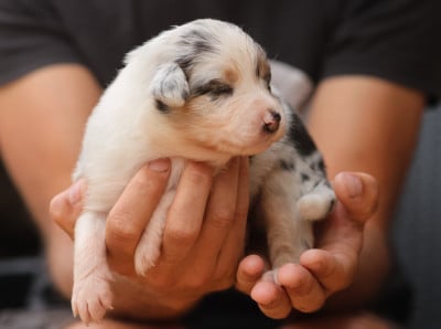 Les chiots de Berger Australien