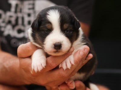 Les chiots de Berger Australien