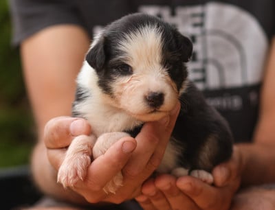 Les chiots de Berger Australien