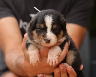 Les chiots de Berger Australien