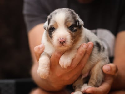 Les chiots de Berger Australien