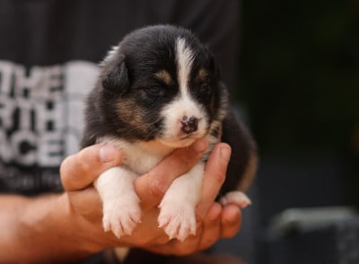 Les chiots de Berger Australien