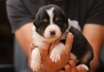 Les chiots de Berger Australien
