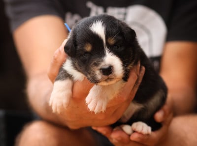 Les chiots de Berger Australien