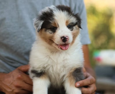 Les chiots de Berger Australien