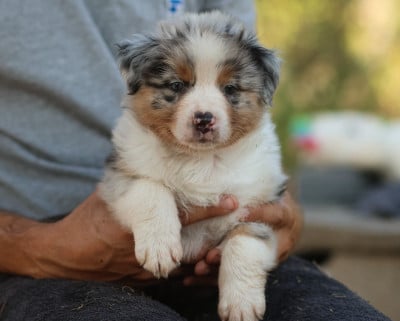 Les chiots de Berger Australien