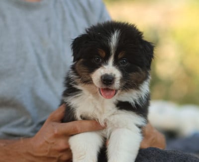 Les chiots de Berger Australien