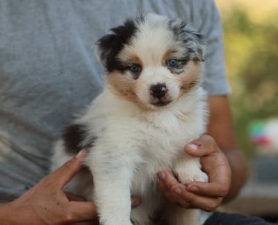 Les chiots de Berger Australien
