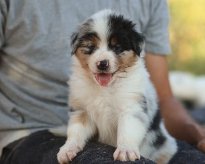 Les chiots de Berger Australien