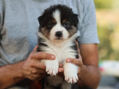 Les chiots de Berger Australien