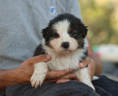 Les chiots de Berger Australien