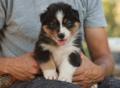 Les chiots de Berger Australien