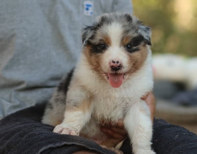 Les chiots de Berger Australien